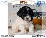 Small #14 Poodle (Miniature)