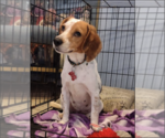 Small Photo #1 Beagle Puppy For Sale in Tampa, FL, USA