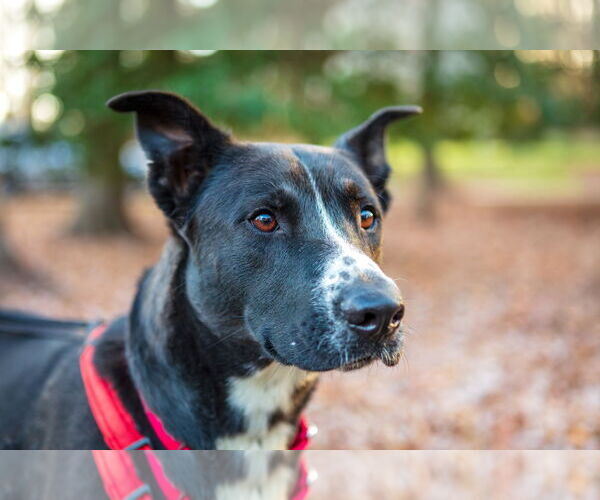 Medium Photo #2 Mutt Puppy For Sale in Arlington, VA, USA