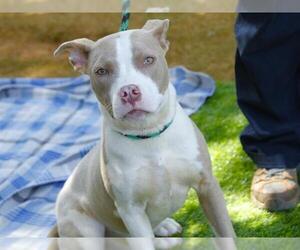 American Staffordshire Terrier-Unknown Mix Dogs for adoption in Tallahassee, FL, USA