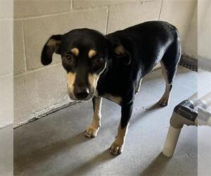 Doberman Pinscher-Labrador Retriever Mix Dogs for adoption in Rosenberg, TX, USA