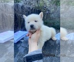 Small Photo #3 Gerberian Shepsky Puppy For Sale in MAD RIVER, CA, USA