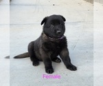 Puppy Purple collar Belgian Malinois