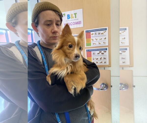 Medium Photo #6 Pomeranian-Unknown Mix Puppy For Sale in San Francisco, CA, USA