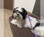 Small #2 Shih Tzu