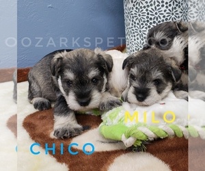 Schnauzer (Miniature) Puppy for sale in CEDAR GAP, MO, USA