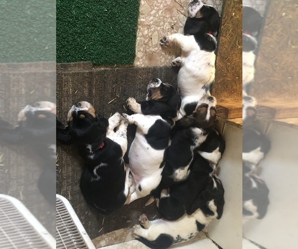 Medium Photo #2 Basset Hound Puppy For Sale in DALTON, GA, USA
