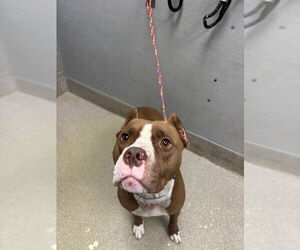 American Pit Bull Terrier-Unknown Mix Dogs for adoption in Las Vegas, NV, USA