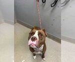 Small American Pit Bull Terrier Mix