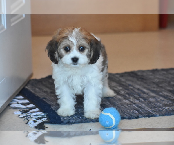 Medium Photo #4 Cavachon Puppy For Sale in ELDORADO, OH, USA