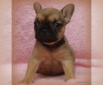 Small Photo #28 French Bulldog Puppy For Sale in WINNSBORO, TX, USA