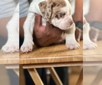 Small Photo #4 Alapaha Blue Blood Bulldog Puppy For Sale in DETROIT, MI, USA