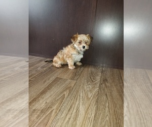 Maltese Puppy for sale in LAPEER, MI, USA