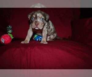American Bully Puppy for sale in ALBANY, NY, USA