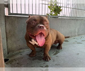 Medium Staffordshire Bull Terrier Mix