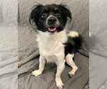 Small Chihuahua Mix