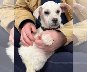 ShiChi Dogs for adoption in Wakefield, RI, USA