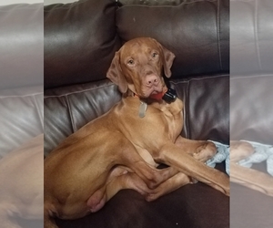 Father of the Vizsla puppies born on 04/18/2019