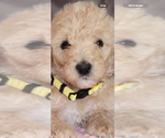 Puppy Puppy 2 Poodle (Standard)