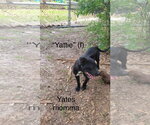 Small #1 American Pit Bull Terrier Mix