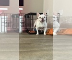 Small #7 French Bulldog