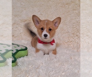 Pembroke Welsh Corgi Litter for sale in ARROYO GRANDE, CA, USA