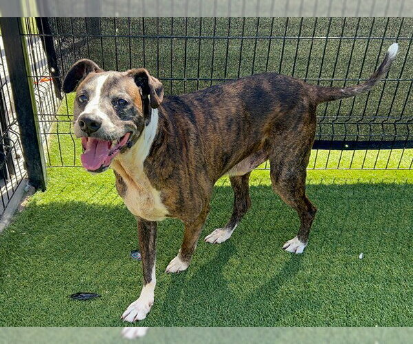 Medium Photo #1 Boxer-Unknown Mix Puppy For Sale in Orange, CA, USA