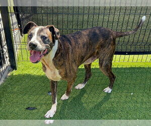 Boxer-Unknown Mix Dogs for adoption in Orange, CA, USA