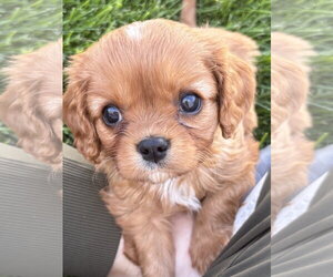 Cavalier King Charles Spaniel Dogs for adoption in Sioux Falls, SD, USA