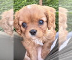 Small Cavalier King Charles Spaniel
