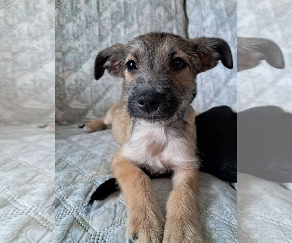 Medium Photo #2 Chihuahua-Unknown Mix Puppy For Sale in Princeton, MN, USA