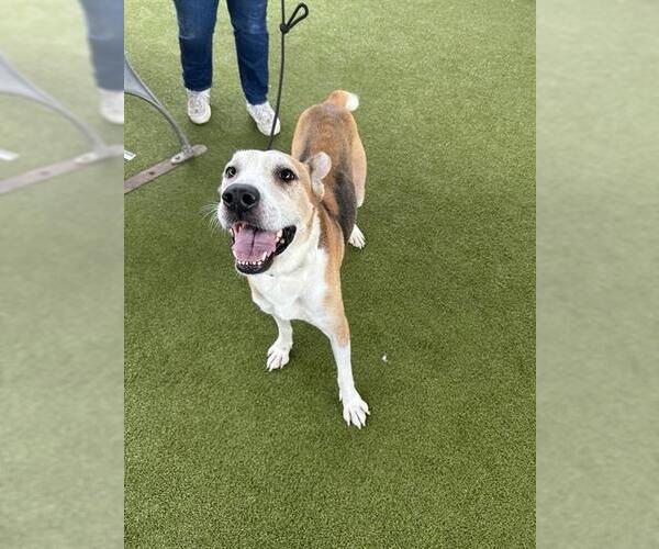 Medium Photo #3 Black Mouth Cur-Unknown Mix Puppy For Sale in Waco, TX, USA