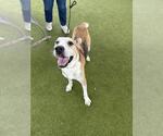 Small #2 Black Mouth Cur Mix
