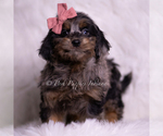 Small Photo #18 Goldendoodle (Miniature) Puppy For Sale in WARSAW, IN, USA