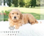 Small #1 Golden Retriever
