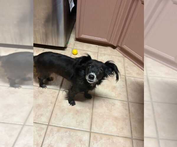 Medium Photo #1 Cocker Spaniel-Dachshund Mix Puppy For Sale in Oak Bluffs, MA, USA