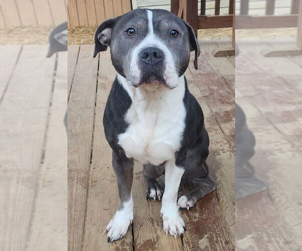 Medium Photo #1 American Pit Bull Terrier-Unknown Mix Puppy For Sale in Wetumpka, AL, USA