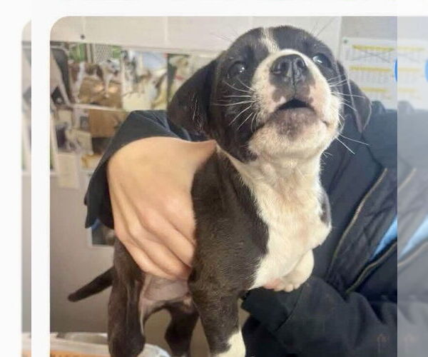 Medium Photo #4 Beagle-Pointer Mix Puppy For Sale in Brewster, NY, USA