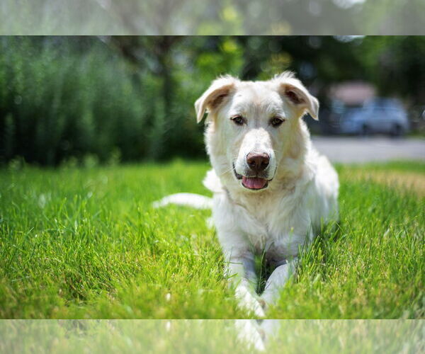 Medium Photo #24 Huskies -Unknown Mix Puppy For Sale in Sandy, UT, USA