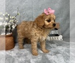 Small #5 Cavapoo (Standard)