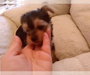 Yorkshire Terrier Puppy for sale in LE ROY, KS, USA