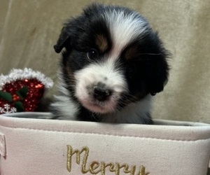 Miniature Australian Shepherd Puppy for Sale in SANDWICH, Massachusetts USA