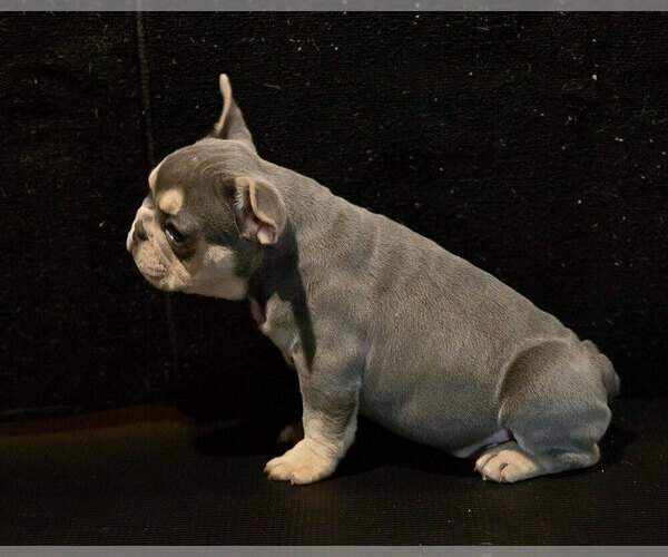Medium Photo #3 French Bulldog Puppy For Sale in WEST PLAINS, MO, USA