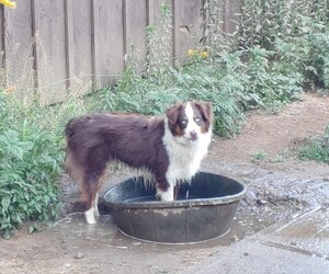 Father of the Australian Shepherd puppies born on 01/24/2025