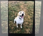 Small Photo #1 Labrador Retriever Puppy For Sale in WILTON, CA, USA