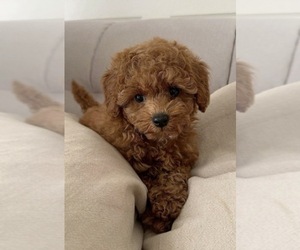 Poodle (Miniature) Puppy for sale in FLUSHING, NY, USA