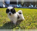 Puppy 1 Maltipoo
