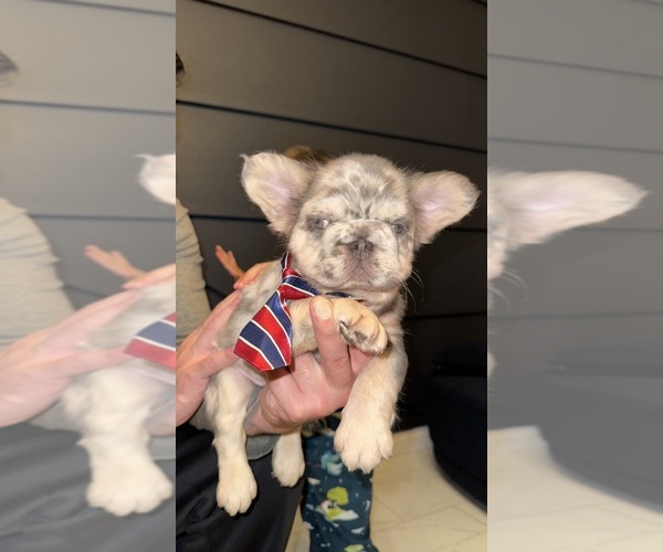 Medium Photo #9 French Bulldog Puppy For Sale in SAN DIEGO, CA, USA