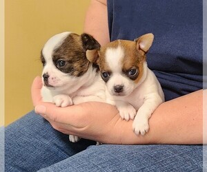 Chihuahua Litter for sale in MOUNT AIRY, NC, USA
