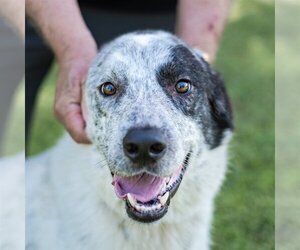 Bolt - Male Pyrenees Catahoula Dog for Adoption - Photo #3